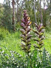 Image result for Acanthus mayaccanus