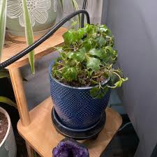 Image result for Cissus petiolata