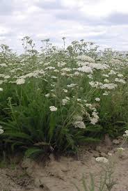 We did not find results for: Western Yarrow Achillea Seeds Gardening Patio Lawn Garden Urbytus Com