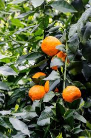 Image result for Citrus × aurantium