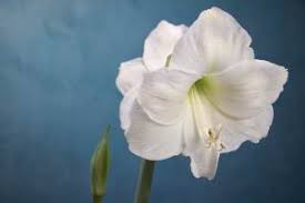 Check spelling or type a new query. List Of The Best White Flowers For Your Garden Gardening Channel