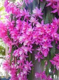 Epiphyllum rare orchid german empress so beautiful 2 cuttings a lovely basket. Rare Orchid Cactus German Empress Epiphyllum Rooted Live Plants Fresh Cutting Ebay