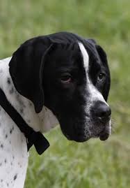 Black And White English Pointer Puppy Black English Pointer English Pointer English Pointer Dog Dogs Dog Breeds