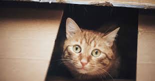 ‪Are Cats Really Solitary Creatures?‬‏