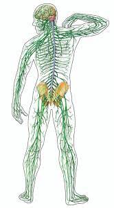 Malinalli Herbolaria Medica Alimentos Para Nutrir El Sistema Nervioso Peripheral Nervous System Nervous System Central Nervous System