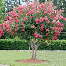 Image result for Lagerstroemia indica