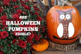 It turns out pumpkins are a totally overlooked food as, according to knorr's report, a quarter of the nation (23.81%) didn. Are Halloween Pumpkins Edible Empress Of Dirt