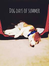 Maybe you would like to learn more about one of these? Lazy Summer Beagle Days Animals And Pets Beagle Animals