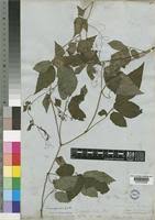 Image result for Cayratia gracilis