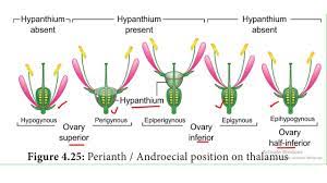 Classification of flowers based on position of ovary. Ovary Position In Flower Position Of Floral Parts On Thalamus In Respect To Ovary In Tamil Youtube