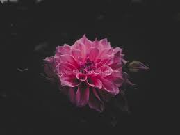 Maybe you would like to learn more about one of these? Pink Flower With Black Background Stock Photo Image Of Natural Blooming 175091214