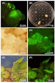 Image result for Lemna aequinoctialis