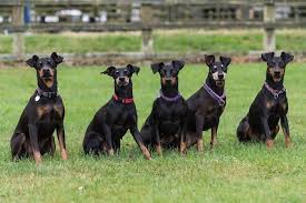 This sleek, yet sturdy breed with it's smooth, compact body, black glossy coat and distinctive rich mahogany markings, presents an elegant appearance. Manchester Terrier Dog Breed Info Pictures Personality Facts Doggie Designer