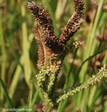 Image result for Eleusine coracana