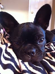 Black And White Boston Terrier Pitbull Mix Frenchton Pitbull Terrier American Pitbull Terrier Frenchie Puppy