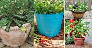 Ideas can help you bring your. How To Grow Vegetables At Home In Mumbai India Gardening