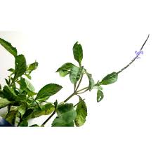 .cacing,cacing lumbricus rubellus lr,cacing tiger,cacing merah,cacing susu,cacing kalung/ cacing kebo cacing bekasi,cacing pancing, cacing burung, cacing pakan ikan, budidaya cacing. Pokok Jolok Cacing çŽ‰é¾éž­ Herba Kampung Anak Kecil Kecacingan Stachytarpheta Jamaicensis Selasih Dandi Shopee Malaysia