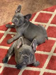 We live in southern california and adopted two of the most beautiful and healthy french bulldog puppies from black oak! English Bulldogs For Sale In California Petswall