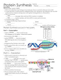 Thank you for downloading rna and protein synthesis quiz answer key. Protein Synthesis Worksheet Answer Key Part B