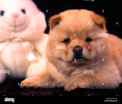 Chow dogs hi-res stock photography and images