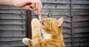 Salmon has been touted as a healthy food. 6 Superfoods For Cats Yes They Do Exist