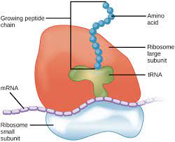 Maybe you would like to learn more about one of these? Nucleus And Ribosomes Article Khan Academy