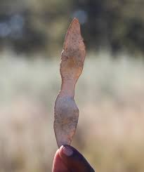 Image result for Dalbergia melanoxylon