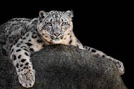 Top 25 Most Endangered Species Top5 Com Snow Leopard Leopard Kitten Snow Leopard Art