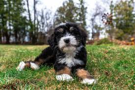 A standard poodle crossed with a bernese mountain dog will produce the largest bernedoodle. Bernedoodle Great Pet Care