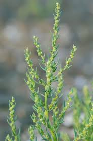 Image result for Suaeda sp. B