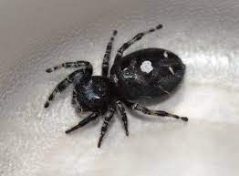 Black, found in yard, predatory, white. What Kind Of Spider Is Black With One White Circle On Its Back Quora