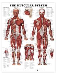 The Muscular System Anatomical Chart Poster Laminated