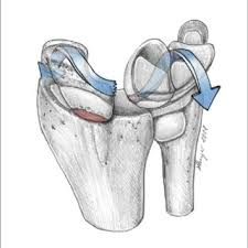A tfcc tear is an injury to the triangular fibrocartilage complex, found in the wrist, between the end of the ulna bone and the. Pdf Anatomie Und Biomechanik Des Handgelenks