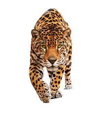 Png Transparent Background Recherche Google Jaguar Animal Animals Jaguar