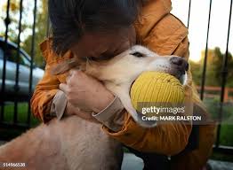 164 Chi A Pet Stock Photos, High-Res Pictures, and Images