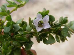 Image result for Bacopa hamiltoniana