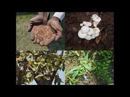 Image result for Dichapetalum deflexum