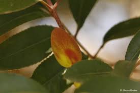 Image result for Cunonia capensis