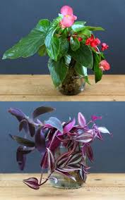 Grow Beautiful Indoor Plants In Water So Easy In 2020 Water Plants Indoor Plants In Bottles Plant In Glass
