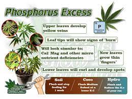 Phosphorus Excess In Cannabis Plants In Cannabis Plants Full Guide Percys Grow Room