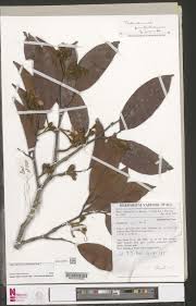 Image result for Tessmannia anomala