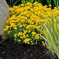 Symbolizing wealth (as in gold), optimism and reason, yellow has a wide array of symbolic meanings in human culture. Photo Essay Perennials For Spring Perennial Resource