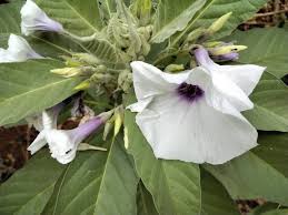 Image result for Astripomoea hyoscyamoides