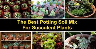 Succulent roots are very fragile so be move infected plants away from other succulents and spray with 70 percent isopropyl alcohol. Succulent Soil The Best Potting Soil Mix For Succulent Plants