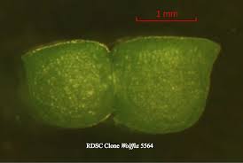 Image result for Wolffia arrhiza