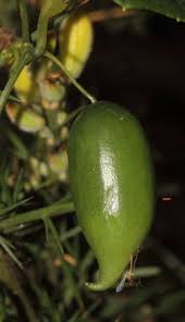 Image result for Zehneria tridactyla