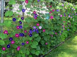 Growing Morning Glories And Clematis Up Chain Link Fence For Privacy Landscaping Along Fence Chain Link Fence Backyard Plants