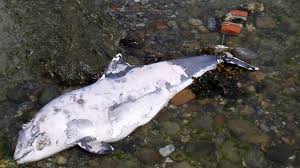 Besonders aus einem wichtigen schutzgebiet haben sich die sensiblen tiere. Ostsee Schweinswal Wwf Fischerei Ist Grosste Todesfalle Fur Schweinswale Augsburger Allgemeine