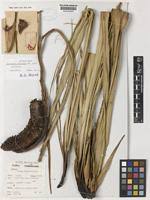 Image result for Pandanus candelabrum