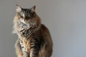 Norwegian forest cats are happy to sit in the same room with their people and happily entertain themselves while alone. Norwegian Forest Cat Zooplus Magazine Ie